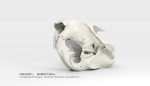 VOXILION III_Ultra High Detail 3D Printing Template_Marmot_Skull_II.jpg